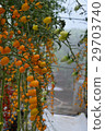 Yellow tomatos closup in the greenhouse farm ,ago  29703740