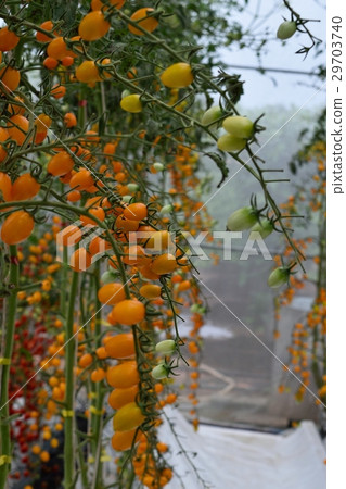 Yellow tomatos closup in the greenhouse farm ,ago Yellow tomatos closup in the greenhouse farm ,ago 29703740