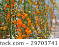 Yellow tomatos closup in the greenhouse farm ,ago  29703741