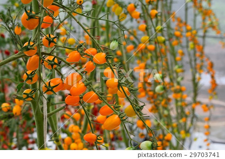 Yellow tomatos closup in the greenhouse farm ,ago Yellow tomatos closup in the greenhouse farm ,ago 29703741