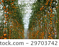 Yellow tomatos closup in the greenhouse farm ,ago  29703742