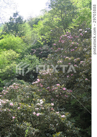 Kamakuri Valley jellyfish community 29703888