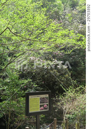 Kamakuri Valley水母社區 Kamakuri Valley水母社區 29703892
