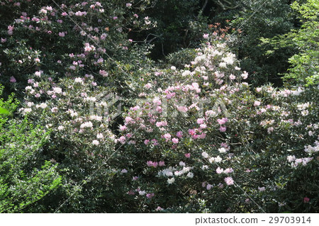 Kamakuri Valley jellyfish community 29703914