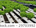 green vegetables at the hydroponics farm , new sys 29703992