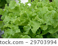 green vegetables at the hydroponics farm , new sys 29703994