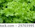 green vegetables at the hydroponics farm , new sys 29703995