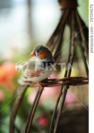 A little bird playing in the jungle gym ♡ 29704878