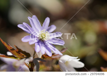 海葵pseudoaltaica 29704896