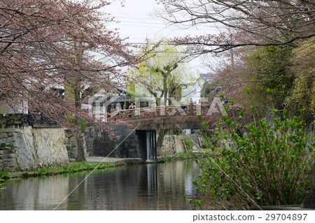 Cigarette and cherry blossoms (Shiga ken) Cigarette and cherry blossoms (Shiga ken) 29704897