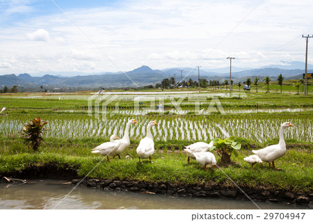 Harmony scenery at paddy fields. Harmony scenery at paddy fields. 29704947