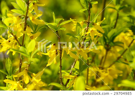Let's fly to Forsythia 29704985