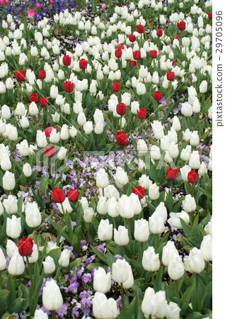 Spring flower bed · tulip and pansy Spring flower bed · tulip and pansy 29705096