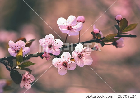 Spring background. Japanese cherry-Sakura. Flowers Spring background. Japanese cherry-Sakura. Flowers 29705124