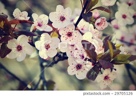 Spring background. Japanese cherry-Sakura. Flowers 29705126