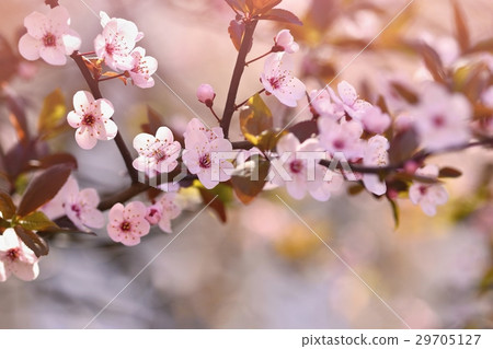 Spring background. Japanese cherry-Sakura. Flowers 29705127
