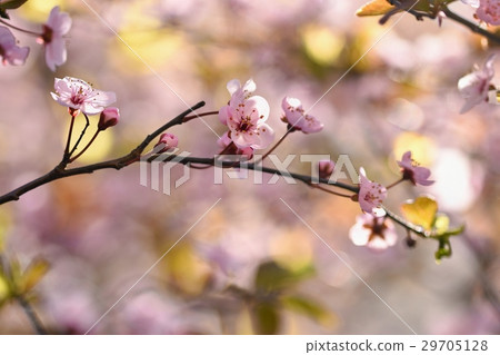 Spring background. Japanese cherry-Sakura. Flowers Spring background. Japanese cherry-Sakura. Flowers 29705128