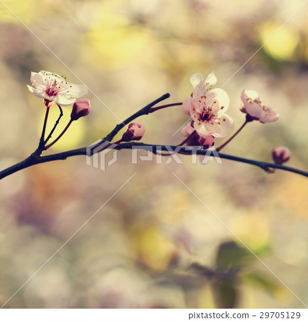 Spring background. Japanese cherry-Sakura. Flowers 29705129