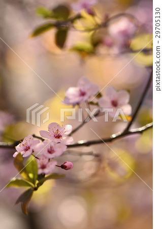 Spring background. Japanese cherry-Sakura. Flowers Spring background. Japanese cherry-Sakura. Flowers 29705130