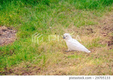 White australian cockatoo 29705133