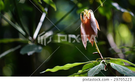 Newborn Newborn 29705223