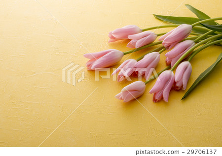 粉紅色的鬱金香 29706137