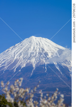 富士和梅花林 29706138