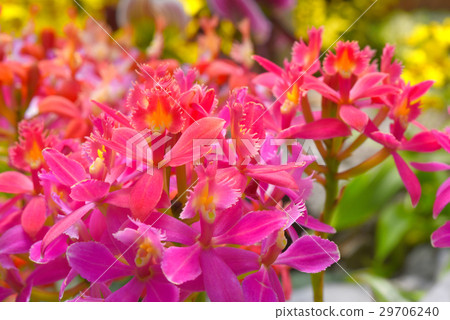 燦爛的蘭花流行 燦爛的蘭花流行 29706240