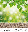 Wooden Ground Green Nature Beech Twigs 29706336