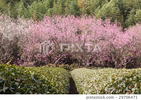 Spring Satoyama Spring Satoyama 29706471