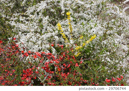 Spring full bloom Spring full bloom 29706744