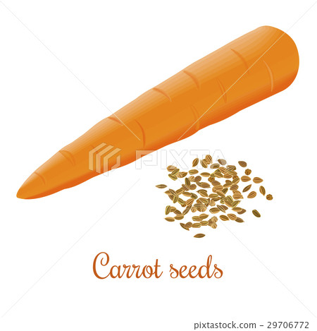 Carrot seeds and fresh juicy carrot 29706772