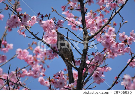 棕色耳bul來吸櫻桃蜂蜜 29706920