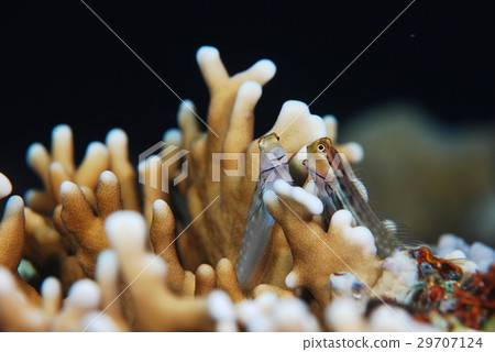 石垣青蛙 29707124