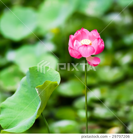 Lotus Lotus 29707206