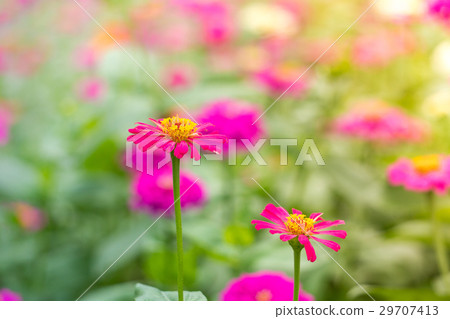 Zinnia elegans or Classic Zinnia flower in garden Zinnia elegans or Classic Zinnia flower in garden 29707413