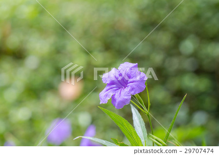Mexican Petunia (Ruellia brittoniana) flower Mexican Petunia (Ruellia brittoniana) flower 29707474