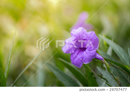 Mexican Petunia (Ruellia brittoniana) flower Mexican Petunia (Ruellia brittoniana) flower 29707477