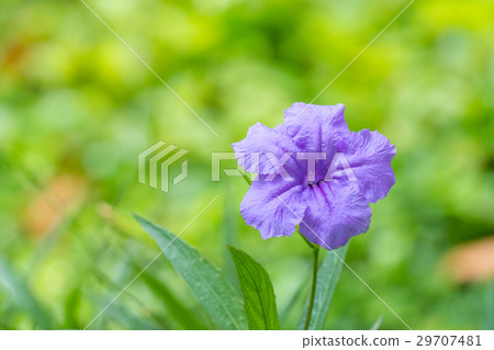 Mexican Petunia (Ruellia brittoniana) flower Mexican Petunia (Ruellia brittoniana) flower 29707481