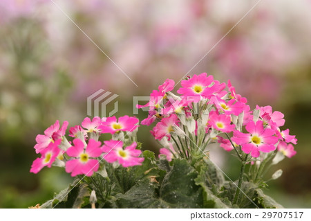 Primula 29707517