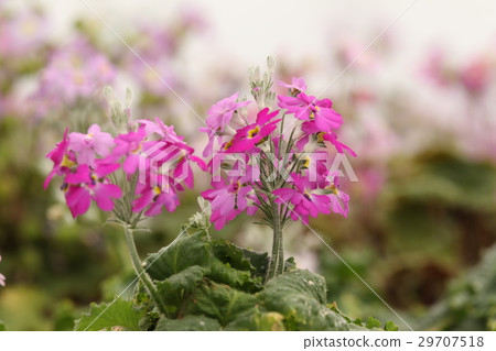 Primula 29707518