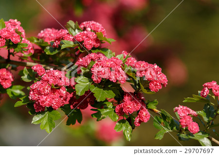 Flowers pink hawthorn. Tree pink hawthorn 29707697