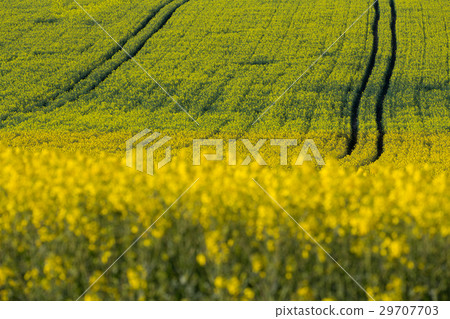 Yellow rape field in spring, agriculture concept,  29707703