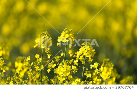 Yellow rape field in spring, agriculture concept, Yellow rape field in spring, agriculture concept, 29707704