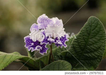 Street carpath 29707811