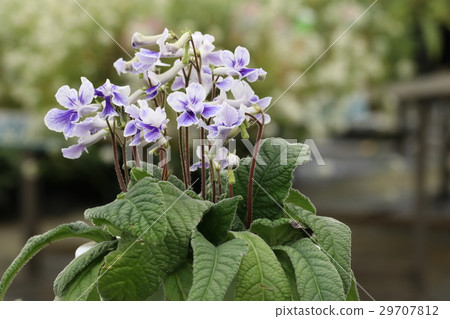 Street carpath 29707812