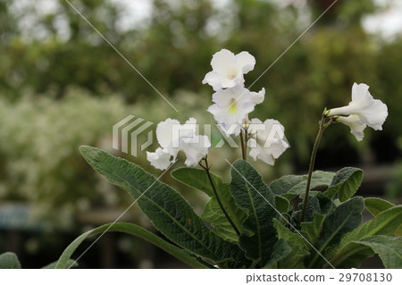 鏈黴菌車路徑 29708130