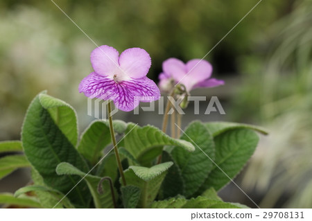 鏈黴菌車路徑 鏈黴菌車路徑 29708131