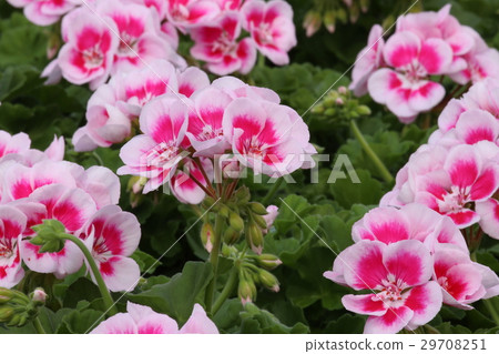 Geranium 29708251
