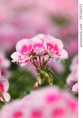 Geranium 29708252